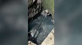 Newborn puppy trapped in water pipe rescued in the Philippines