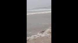 Vietnamese fishermen try to rescue fish rafts sunk by big waves by Super Typhoon Rai