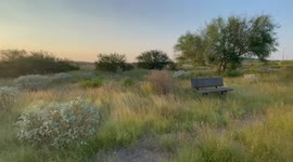 Abandoned bench among the masela. Sunset in the Hermosillo Metropolitan Park, wetland and recreational park with recycled sewage in the west of Hermosillo. Green water, Aqua color, artificial lake .