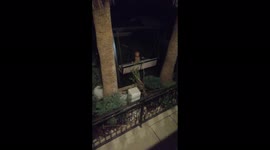 Dog swinging alone at night