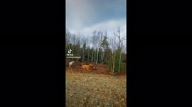 Group of dogs on a speedy chase through the woods in Nova Scotia, Canada