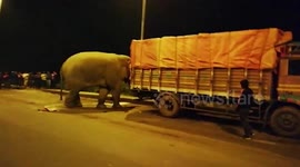 Elephant raids parked truck in search of food in eastern India
