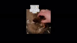 Cat sitter gets startled when the cat she's petting hisses out of the blue!