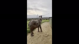 The fun you can have with a mop! Baby elephant finds joy in the simplest toys