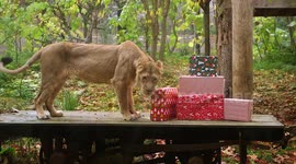 Adorable moment London Zoo animals open Christmas presents after Santa arrives early