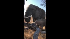 Orphaned elephant Khanyisa and matriarch of the Jabulani herd of rescued elephants, Tokwe
