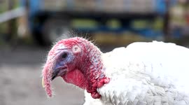 Britain's toughest turkey that gets into brawls with foxes, dogs and the postman recruits DUCK accomplice