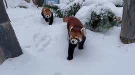 Mother and son red pandas frolic in the newly fallen snow at Montana zoo