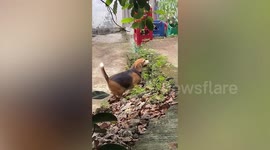 Beagle adorably fails to make leap due to short legs