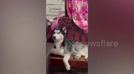 Bored pet husky has fun playing with electric fan blades
