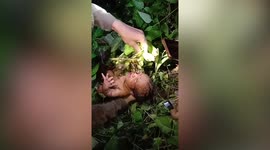 Newborn baby girl found alive, covered in cuts, insect bites despite spending two days abandoned in Thai forest