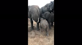 Special family time with the Jabulani herd of rescued and orphaned elephants