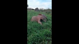 Orphaned baby elephant, Khanyisa, flops down on the grass after a long day out in the wilderness