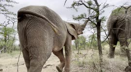 Join Orphaned baby elephant, Khanyisa, out in the African bush with her new herd