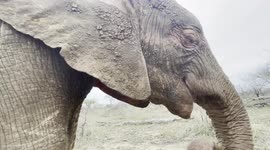 HERD Founder, Adine Roode, explains more about Khanyisa the orphaned elephant's story