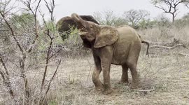 Peaceful moments in the African bush with orphaned baby elephant Khanyisa