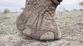 Ever wondered what an elephant foot looks like? HERD Founder, Adine Roode provides some inside info