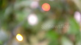 twinkling  soft focus eletric lights, bokeh fairy lights  b roll no sound