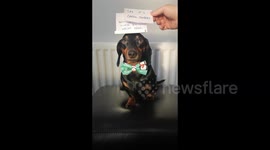 Sausage dog balances festive favourites on his head and recreates iconic Christmas movie scene