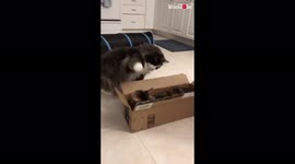 'Cats' not-so-friendly rivalry over a box gets even more intense '