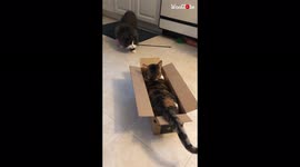 ''Knock Knock, Anyone Home?' Cat SMACKS annoying friend on head '