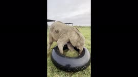 Adorable orphaned baby elephant plays with inner tube