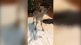 Teen opens her home to abandoned baby deer and festively names her 