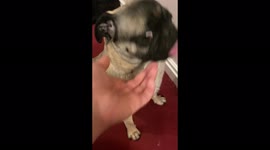 Cocoa is caught red-handed, or rather, red-tongued! She can’t answer, but the tongue doesn’t lie!