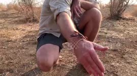 Brave guy lets poisonous scorpion crawl all over his arm