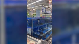 Bullfrog stares off into space with amusing expression in China