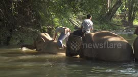 Elephants Bathing together with Baby Elephant in a River in the North of Thailand