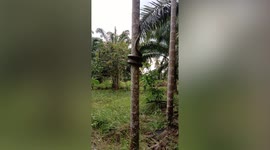 Python climbs tree by twisting around the trunk in Thailand