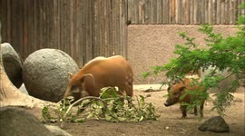 What Playtime is Like for a Family of Red River Hogs