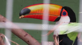 Toco toucan (Tucano-toco), or common toucan/giant toucan, Sorocaba Zoo, São Paulo, Brazil