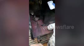 Wild bear strays out of habitat, gets rescued in southern India