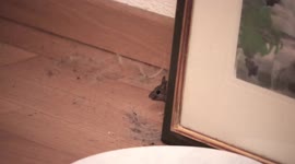 4K - CLIFFHANGER - ALL I WANT FOR CHRISTMAS IS A WALLCREEPING PET HOUSE MOUSE