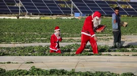 A Palestinian Christian man and his son dressed as Santa Claus help farmers in picking strawberries at a field, in Beit Lahia in the northern of Gaza strip.