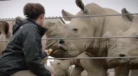 The Key to Taking Care of Rhinos Is Gaining Their Trust