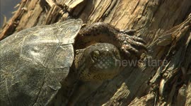 California's only native turtle is shell of a lot of fun