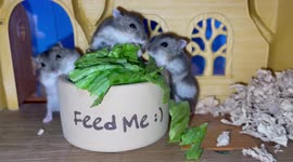 Adorable 3 week old dwarf hamster sisters enjoy veggie spread