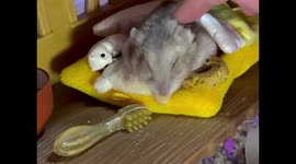 Pampered elderly hamster falls asleep in bed after enjoying a pampering massage
