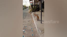 Stray dog with tongue stuck in discarded sardine can rescued