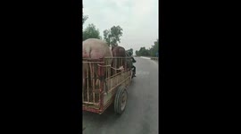 Vietnamese man uses a motorbike to carry a large buffalo and cow, moving at high speed on the road