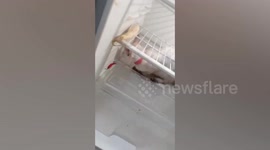 Amusing moment pet cat hides inside refrigerator in the Philippines