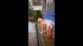 Sweet old dog barks abruptly demanding to be let inside