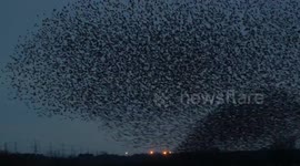 Murmuration of starlings swoop and swirl across the sky in shape-shifting clouds in UK