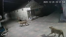 Watch - Two Lions walks in residential area in village to hunt a stray cattle , Cow stayed Calm and composed and soon the lions walk away