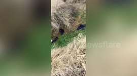 Chinese farmer finds dozens of crows lying dead in roadside ditch