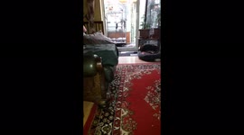 Dog responding to name