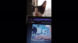 Hooman, I need attention now. Look at me! Come on, just look at me hooman! Stop looking at that stupid video.